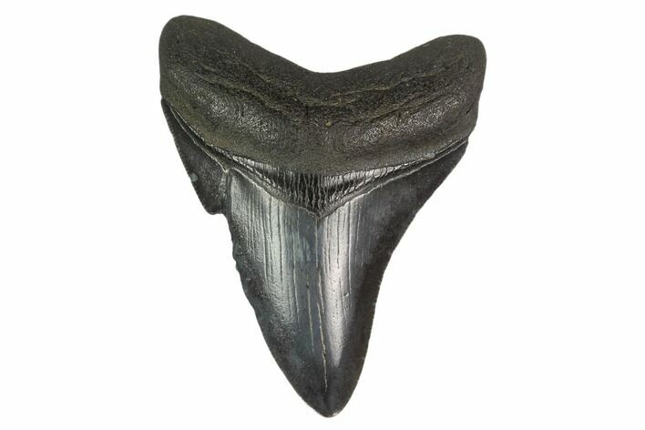 3.39" Fossil Megalodon Tooth - South Carolina